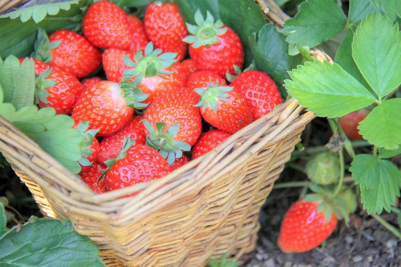 Projekt povrtnjak: Košarica s jagodama